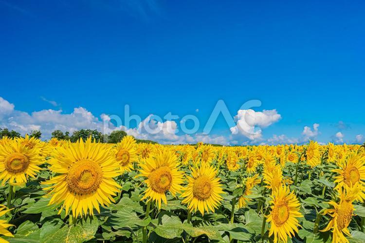 北海道　北竜町ひまわりの里 北海道,日本,北竜の写真素材