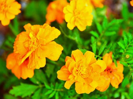 オレンジの花の写真