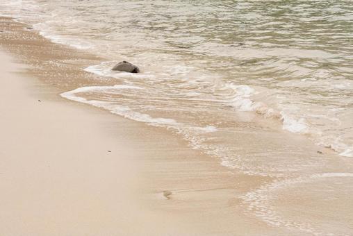 Photo, white, beach, summer, 