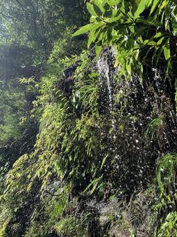 水の豊かな森 水の豊かな森の写真