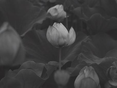 蓮 [白黒/淡]版 縦横4:3 白黒,モノクロ,グレースケールの写真素材