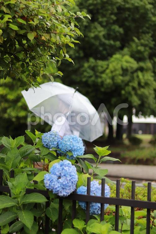 青い『あじさい』 紫陽花,公園,梅雨の写真素材