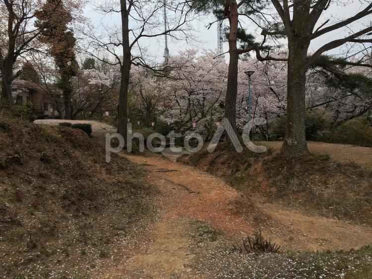 土に落ちた多数の桜の花びらと夕方の足羽山 桜,花びら,土の写真素材