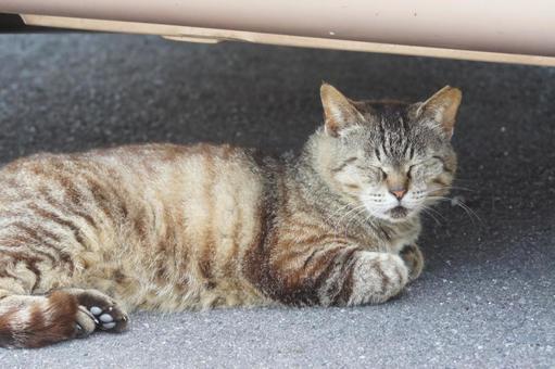 ねこ ねこ にゃんこ,可愛い,野良猫の写真素材