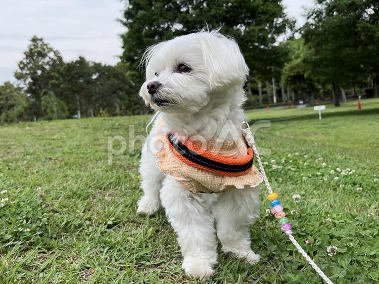 マルチーズ 犬,マルチーズ,散歩の写真素材