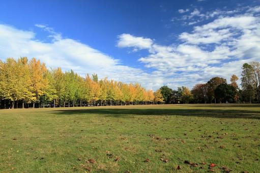 つくば市の科学万博記念公園の秋の風景 科学万博記念公園,銀杏並木,イチョウの写真素材