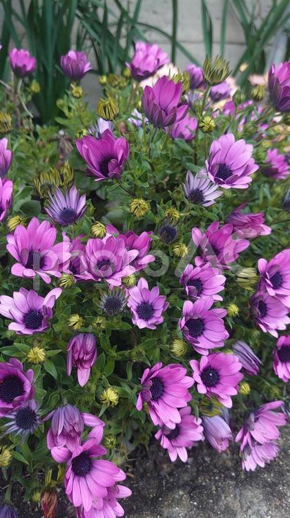 ピンクのオステオスペルマム(縦) オステオスペルマム,花,花壇の写真素材