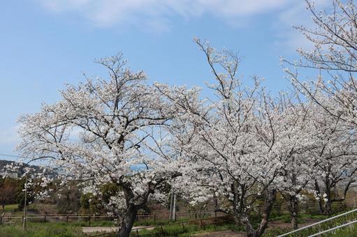 高塔山公園 高塔山公園 若松区大字修多羅,北九州,北九州市の写真素材