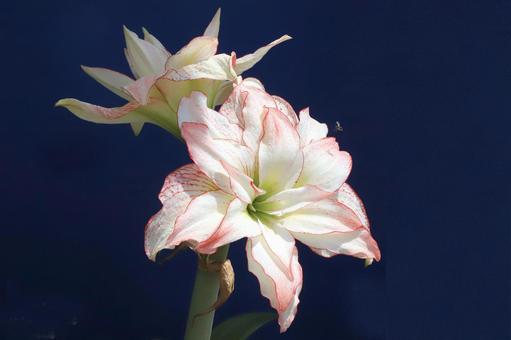 アマリリスの花 初夏,花びら,アマリリスの写真素材
