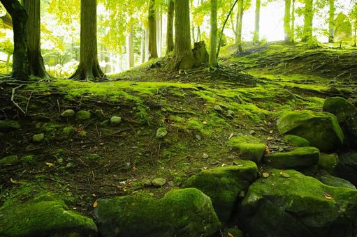 Photo, moss, moss court, joushouji (temple in kyoto), 