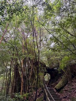ヤクスギランド2 屋久島,観光地,樹木の写真素材