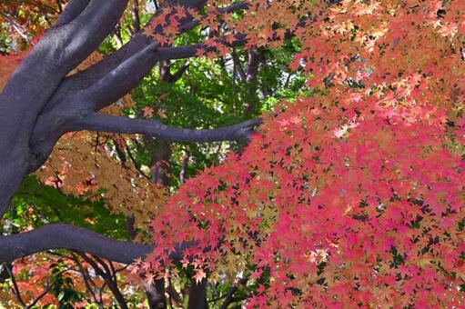 紅葉 紅葉,秋,葉の写真素材