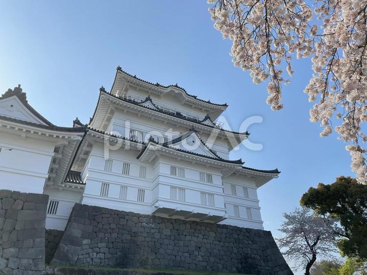 小田原城と桜04 城,青空,風景の写真素材