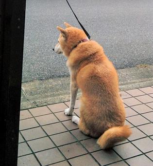 散歩を待つ柴犬の後ろ姿 散歩を待つ柴犬の後ろ姿の写真