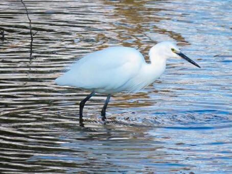 川の中を歩くコサギ コサギ,野鳥,動物の写真素材