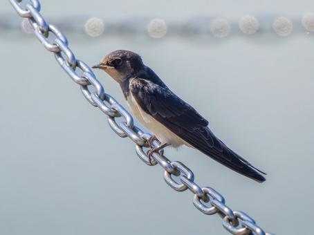 鎖にとまるツバメ 鎖にとまるツバメ ツバメ,燕,野鳥の写真素材