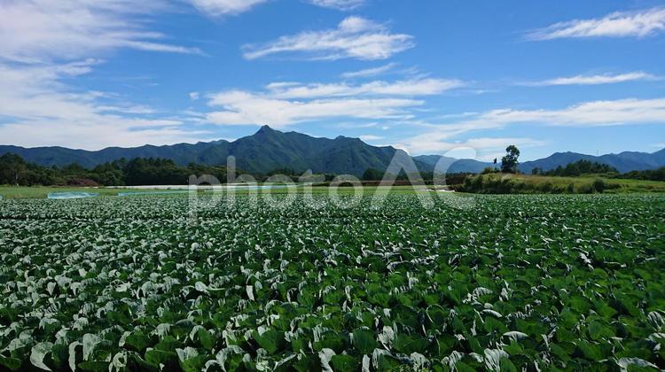北海道みたいな広々とした畑 南牧村,高原野菜の産地,キャベツ畑の写真素材