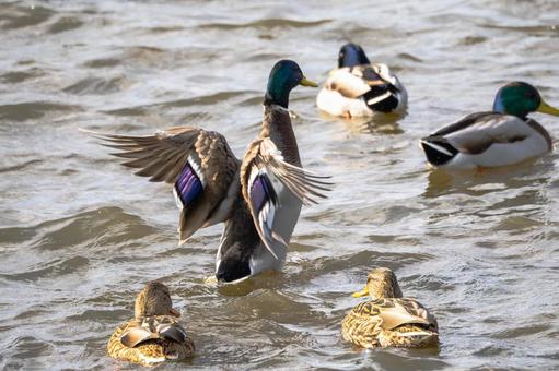 マガモ(32)の写真