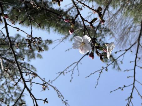 Somei-yoshino cherry blossoms and the sky, JPG Somei-yoshino cherry blossoms and the sky, JPG