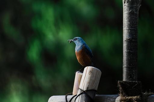 虫をくわえる野鳥　イソヒヨドリ イソヒヨドリ,野鳥,青い鳥の写真素材