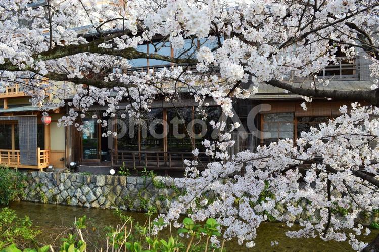京都市東山区祇園の桜咲く白川筋 祇園白川,白川筋,祇園の写真素材
