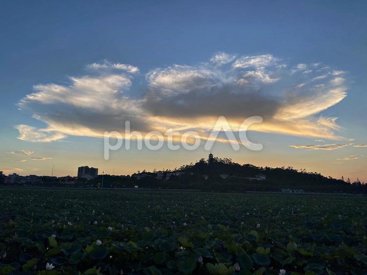 夕暮れの蓮池と雲 雲,蓮池,夕暮れの写真素材