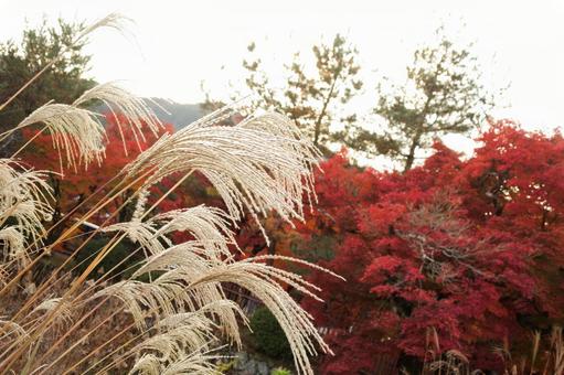 京都 嵐山 紅葉とすすき 京都 嵐山 紅葉とすすきの写真