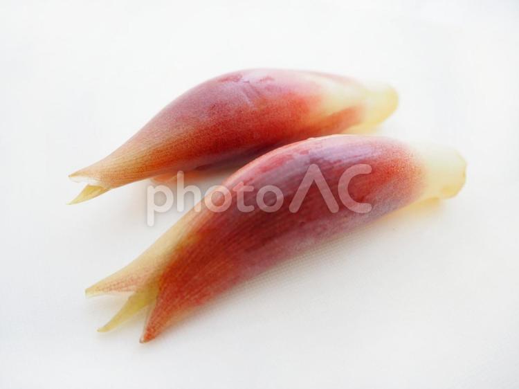 みょうが（２個） みょうが,ぶつ撮り,野菜の写真素材