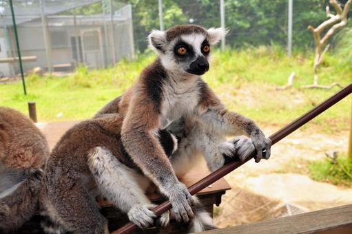Wolf lemur 2 Wolf lemur 2