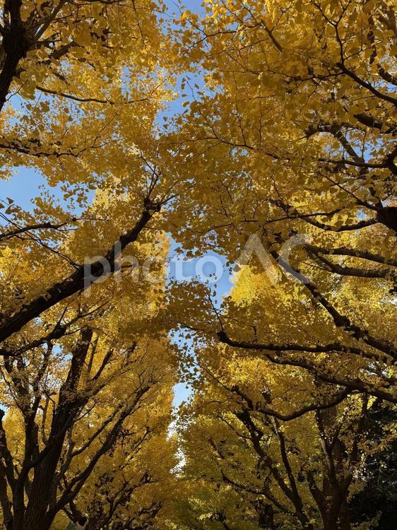 紅葉並木 紅葉,秋,もみじの写真素材