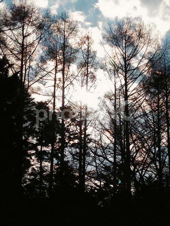 冬の木立 木,木材,自然の写真素材