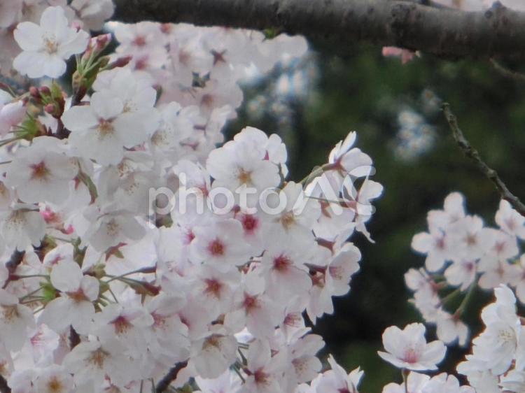 桜 さくら,サクラ,ピンク色の花の写真素材