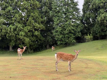 コースに佇む鹿の親子たち 鹿,ゴルフ場,箱根湯の花ゴルフ場の写真素材