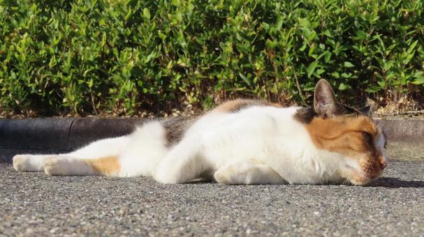 日向ぼっこして寛ぐもふもふな三毛猫 三毛猫,猫,寝転ぶの写真素材