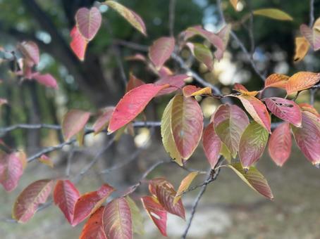 秋色に染まる木の葉 紅葉,秋,葉っぱの写真素材