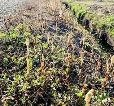 つくし つくし,野原,草木の写真素材