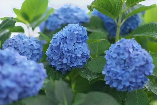 季節の花984の写真