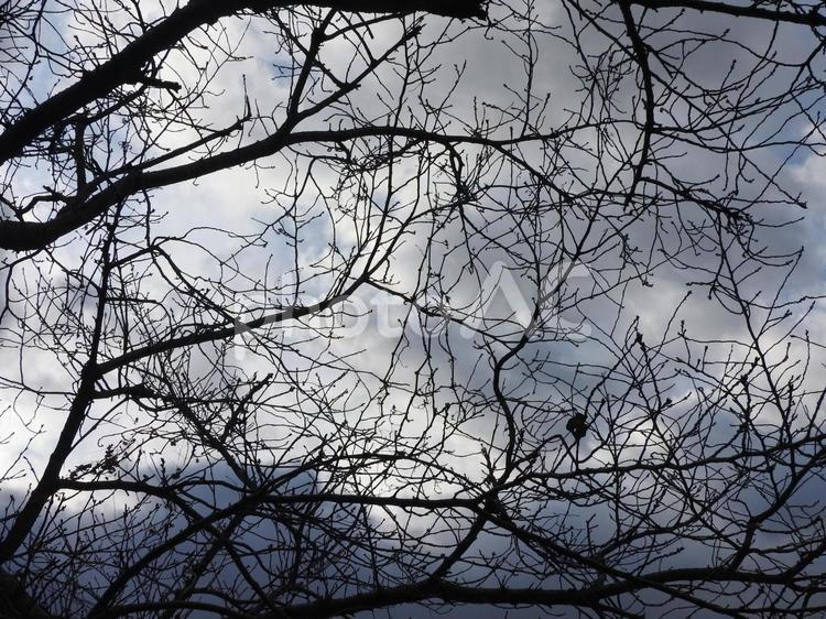 空と木 空,木,自然の写真素材