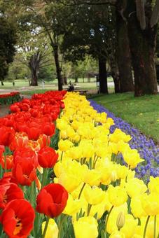 チューリップの小道 チューリップの小道の写真