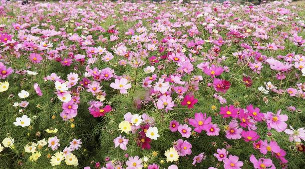 コスモス畑 コスモス,ピンク,十月の写真素材