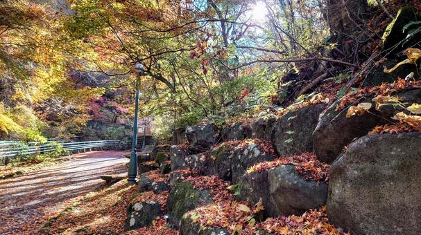 伊香保 紅葉 伊香保 紅葉の写真