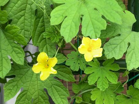 ゴーヤの花 ゴーヤの花 ゴーヤ,小花,花の写真素材