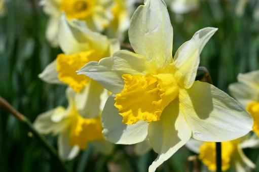 Yellow Daffodil 1, JPG