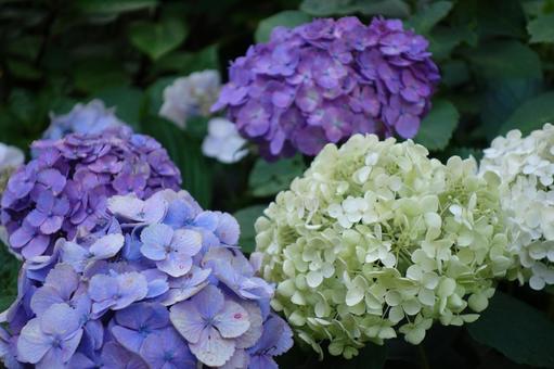 あじさい１の写真