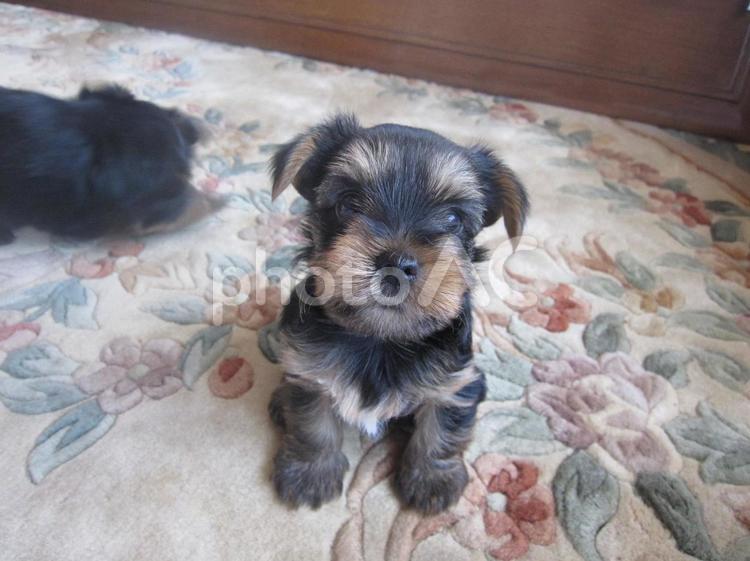 かわいいでしょ？ 子犬,ヨーキー,可愛いの写真素材
