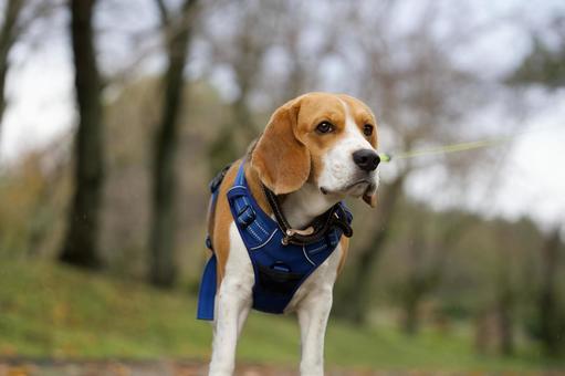 ビーグルのポートレート ビーグルのポートレート 犬,ビーグル,いぬの写真素材