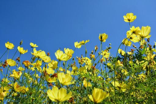 キバナコスモスと青空 キバナコスモスと青空 コスモス,キバナコスモス,美しいの写真素材