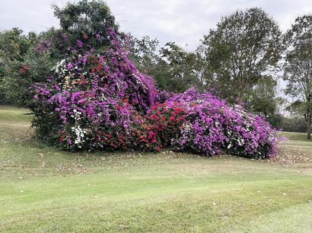 タイのゴルフ場のお花の写真
