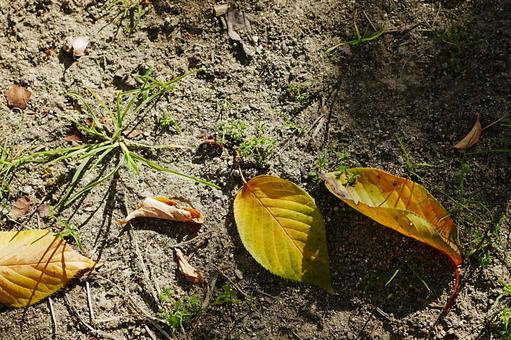 落ち葉 自然,草,朝露の写真素材