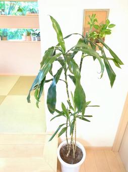 大型観葉植物 ドラセナアオワーネッキー 大型観葉植物 ドラセナアオワーネッキーの写真